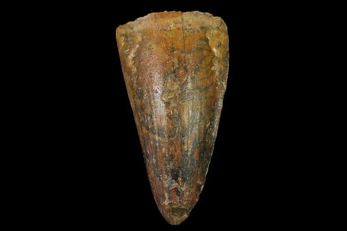 Cretaceous Fossil Crocodile Tooth - Morocco #140578